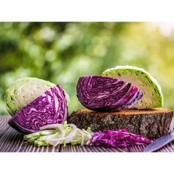 Fresh Cabbage